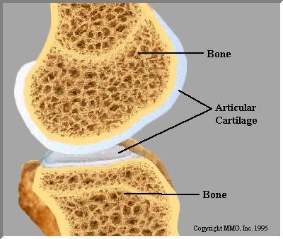 ARTICULAR CARTILAGE Glistening white substance which covers the ends of bones within joint Allows for compliance to