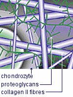 chondrocytes Proteoglycan