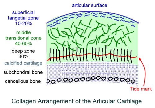 COLLAGEN FIBERS Orientation of collagen fibers in the cartilage matrix allow for the initial resistance to
