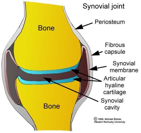 SYNOVIAL MEMBRANE Very important to the health of normal joint Loose