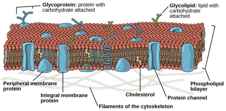 Movement of Substances in the Cell The Marble Memories Biology All cells are surrounded by a plasma membrane (also called cell membrane).