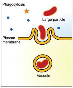 The plasma membrane of the cell forms a pocket around the target particle.