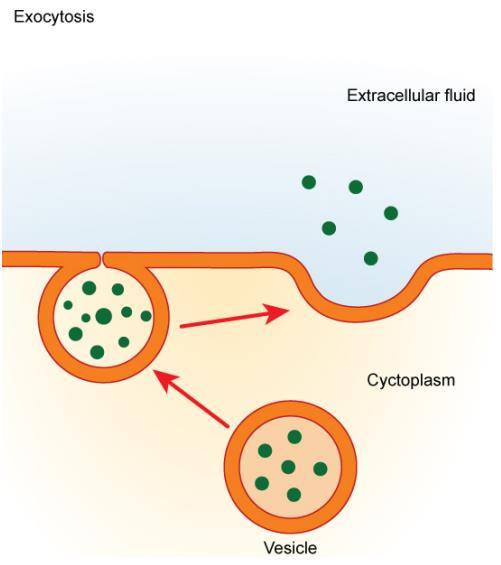 Exocytosis - is to expel material from the cell into the outside of the cell. A vesicle migrates to the plasma membrane, binds, and releases its contents to the outside of the cell.