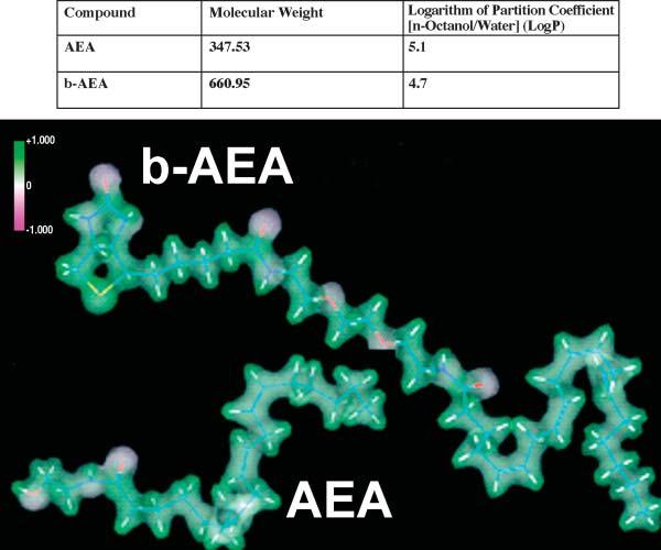 Fig. 2. Molecular properties of AEA versus b-aea. The molecular weight, lipophilicity (LogP), and electrostatic potential of AEA are compared with those of b-aea.
