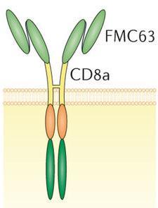 CD19 CAR T products in pivotal trials in B-NHL NCI U Penn FHCRC / SCH CD19 Ab Hinge Transmembrane Signal 2 CD28 4-1BB 4-1BB Signal 1 CD3z CD3z CD3z Gene transfer Retrovirus Lentivirus Lentivirus Kite