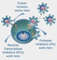 Nucleoside reverse transcriptase inhibitor (NRTI), non-nucleoside reverse transcriptase inhibitor (NNRTI) and protease inhibitor (PI) classes prevent the replication of HIV by working inside CD4