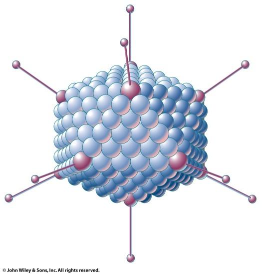 21 - PROTEIN capsule (= capsid) 4 3 Viruses bind to a cell surface via