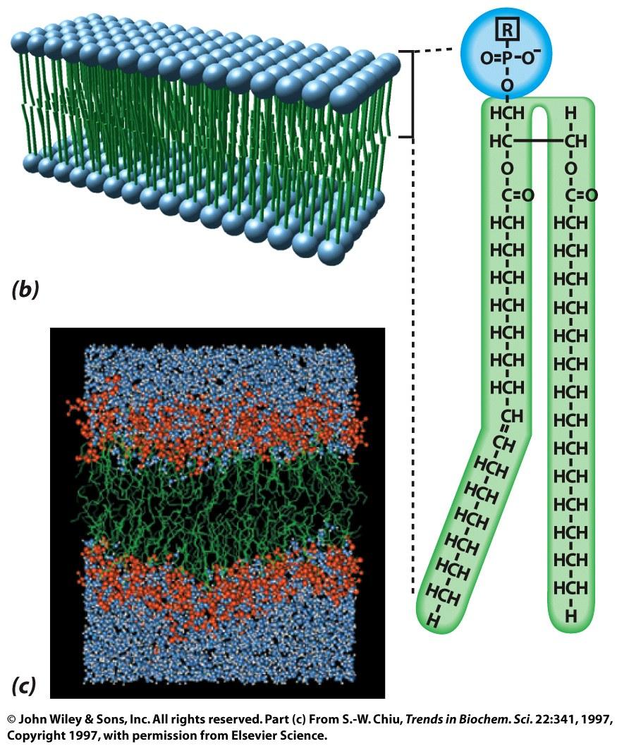 Biological membranes contain a hydrated lipid bilayer Fluid-mosaic Model (Singer/Nicolson, 1972) - bilayer of amphipathic lipids - proteins: - integral (transmembrane) - peripheral - lipid-anchored