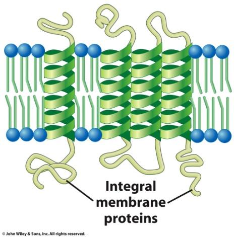 3 Classes of Membrane Proteins: Different areas of the plasma membrane perform different functions INTEGRAL membrane