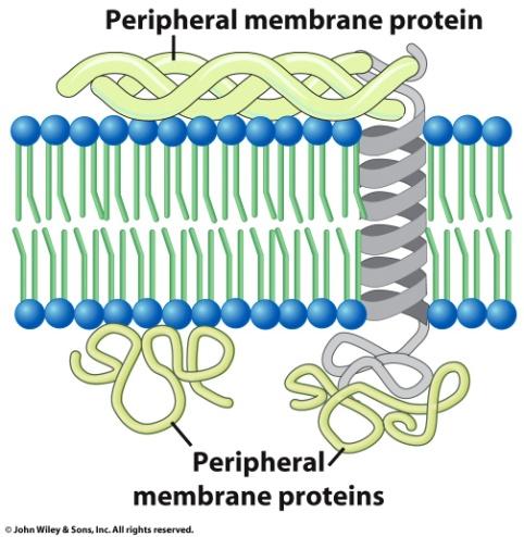 epithelial cell LIPID-ANCHORED proteins attach to a lipid in the bilayer PERIPHERAL membrane proteins associate with the