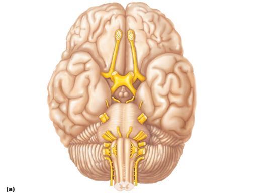 Figure 13.6a Location and function of cranial nerves.