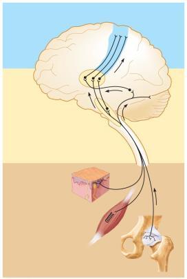 Figure 13.2 Three basic levels of neural integration in sensory systems.