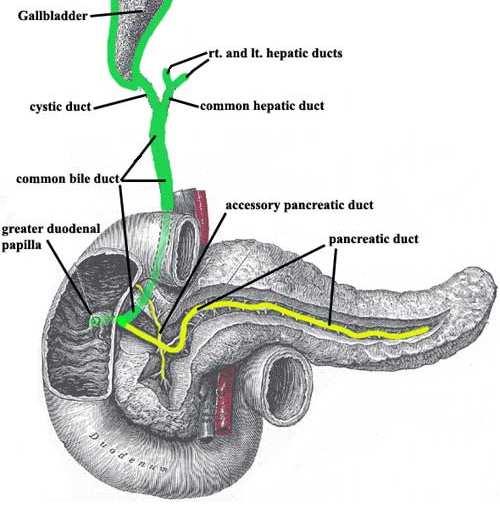The pancreatic duct and common bile duct enter the descending duodenum through the major duodenal papilla (ampulla of Vater or Hepatopancratico ampul).