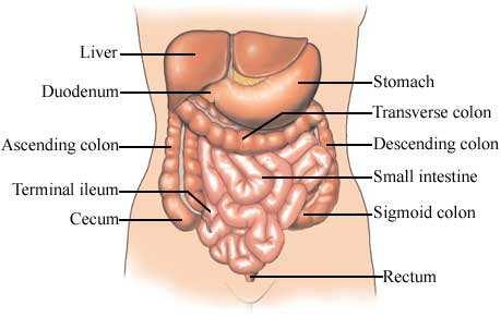 Relations : anteriorly- transverse mesocolon posteriorly- right kidney, right ureter, right adrenal gland superiorly- liver,