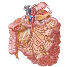 jejunum begins at the duodenojejunal flexure jejunum gets coiled and gradually changes its features to become ileum, which ends at the ileocecal junction.