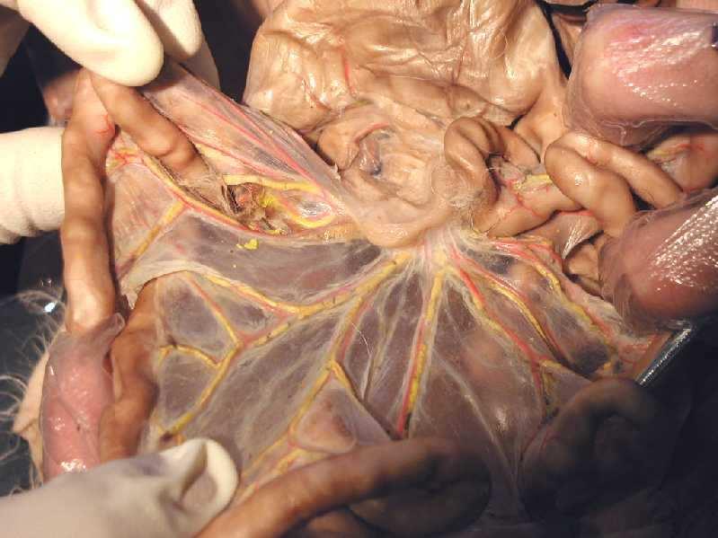 The branches of the superior mesenteric artery and vein, lymph