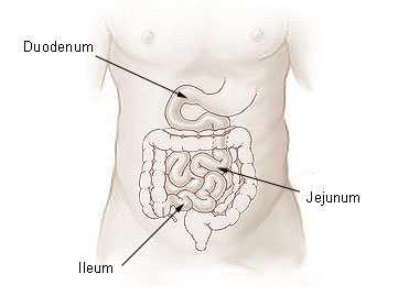 Differences between jejunum and ileum: Location: The jejunum lies coiled in the upper part of peritoneal cavity below