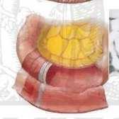 Structural features: The jejunum has thicker