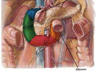 Attachment of mesentery: The mesentery of jejunum is attached to the