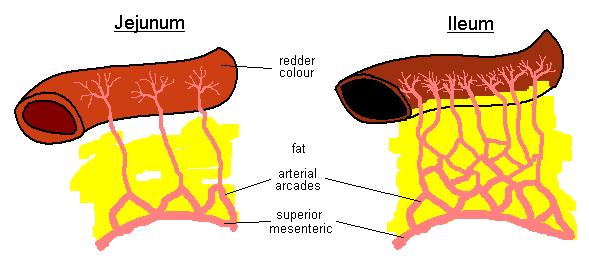 Vascular arcades: The mesenteric vessels of jejunum form only one or two arcades, which supply the jejunalwall through long and