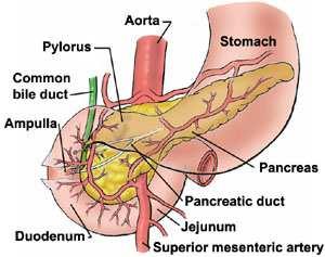 Relations : anteriorly- gallbladder, liver posteriorly-common bile duct, portal