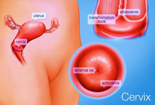 Physiology of the Cervix The Cervix is built of: - The