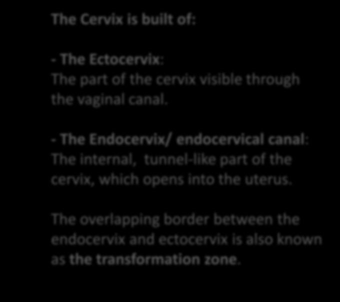 vaginal canal.