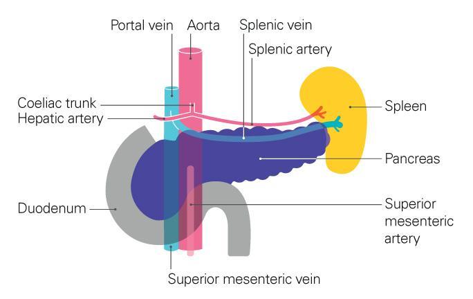lower part of the body can all be in contact with the pancreas.