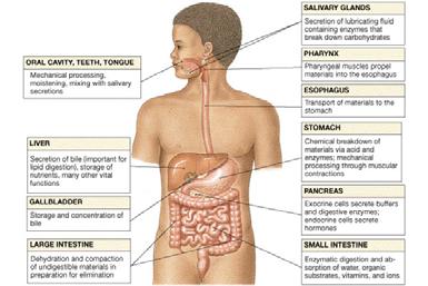 The Digestive System Chapter 16 Introduction Structure of the digestive system