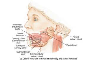 Salivary Glands Found outside the mouth Ducts carry saliva to the mouth Keeps mucous