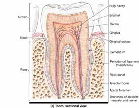 Parotid glands Submandibular glands Sublingual glands Salivary Glands Teeth Teeth 2 sets