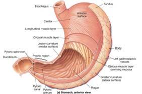 The Stomach Has the same 4 basic layers When the stomach is empty, the mucosa lies in