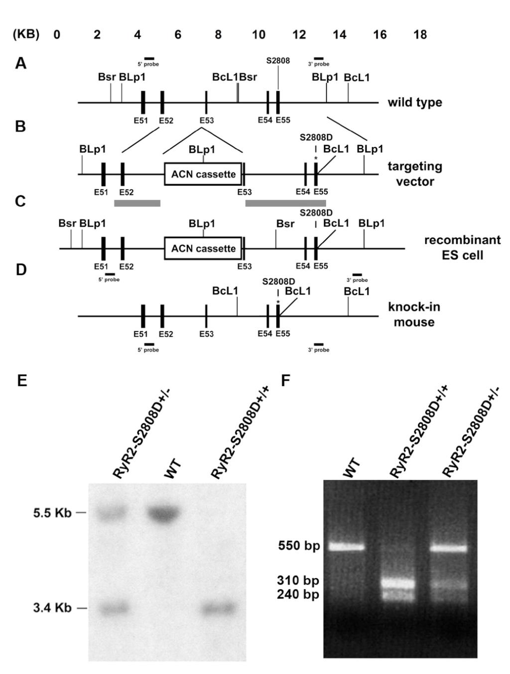 Supplemental Figure 1. Generation of RyR2-S2808D mice. (A) The wild-type locus of the murine RyR2 gene containing exons 51 55. (B) The targeting construct containing 2.4- and 5.