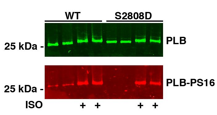 Supplemental Figure 4. Intact β-ar signaling in RyR2-S2808D mice.