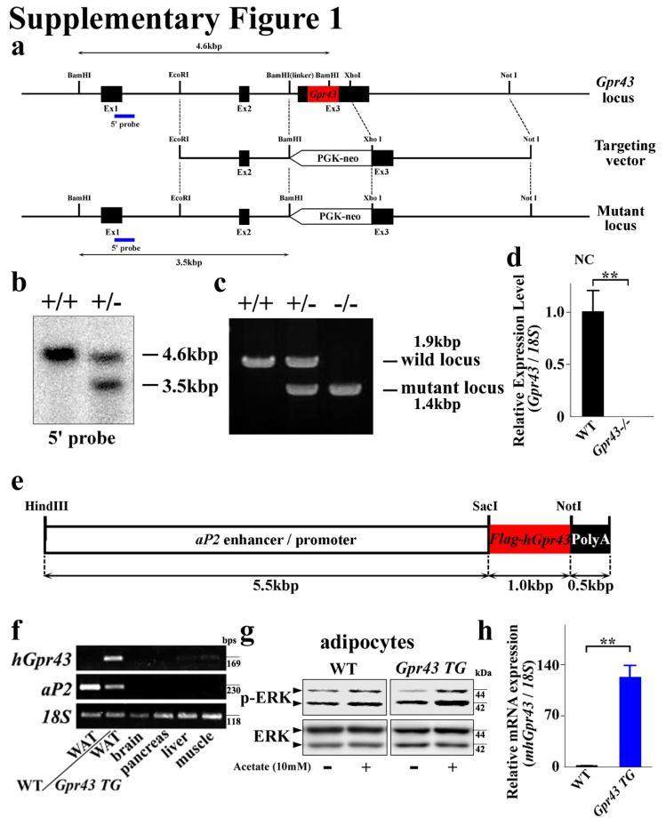 Supplementary Figure S1 Targeted disruption and overexpression of Gpr43 in mice.