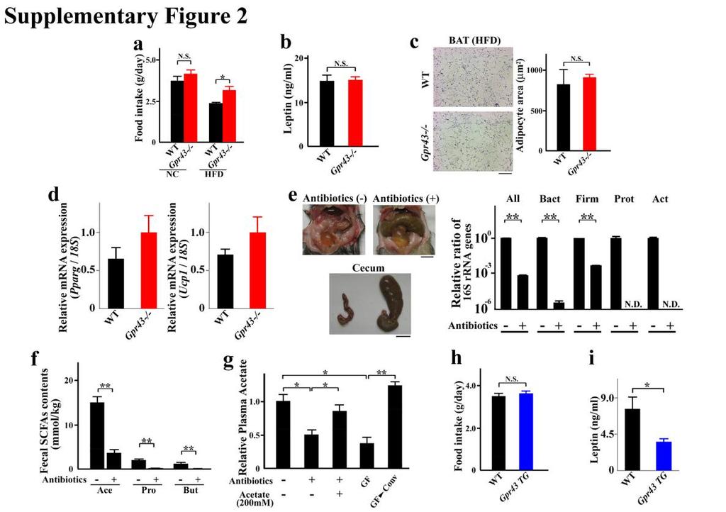 Supplementary Figure S2 Phenotype of Gpr43-/- and ap2-gpr43tg mice, and under antibiotic treatment and germ-free (GF) conditions. (a) Food intake of NC- and HFD-fed Gpr43-/- mice (n = 7-8).