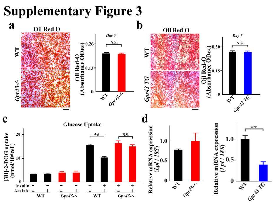 Supplementary Figure S3 Adipocytes and adipose tissues of Gpr43-/- and ap2-gpr43tg mice.