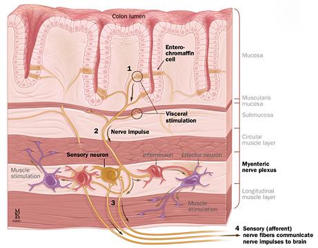 Nerve cell communication