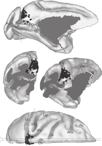 960 P. Fattori et al. Fig. 2. Brain location of area V6A.