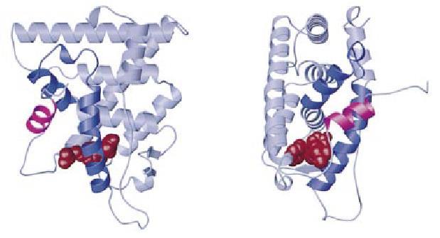 LEFT: SERM binding to ER alters conformation of helix 12 and