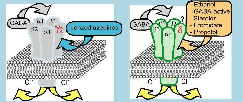 PHASIC INHIBITION TONIC INHIBITION Relatively low GABA affinity Mainly synaptic locations Potentiated by benzos High GABA