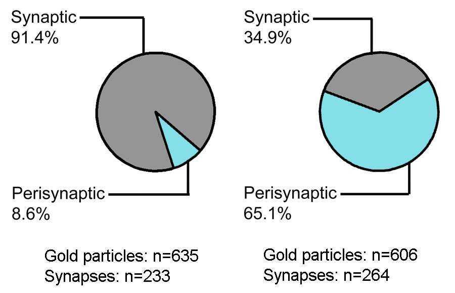 In pilocarpine treated mice, the γ2 subunit is increased at perisynaptic