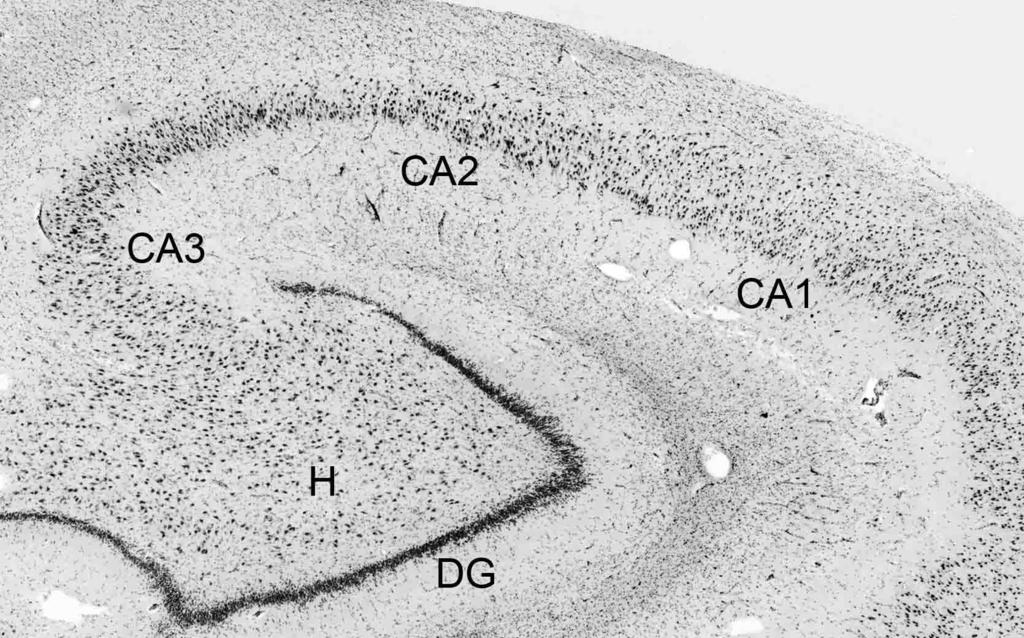Hilar neurons regulate dentate gyrus