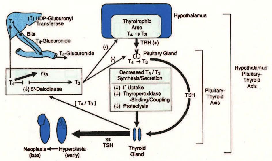 Hypothalamus Pituitary Thyroid Axis Effects on hormone economy (Indirect) Effects on hormone
