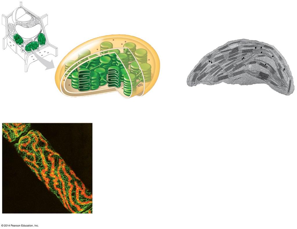 found in leaves and other green organs of plants and in algae DNA Chloroplast structure includes Free ribosomes in the mitochondrial matrix Inner Cristae Matrix 0.