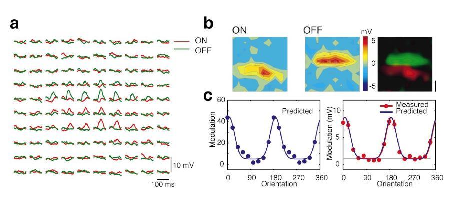 Experiments that support the H&W Mismatch of receptive field maps and orientation tuning.