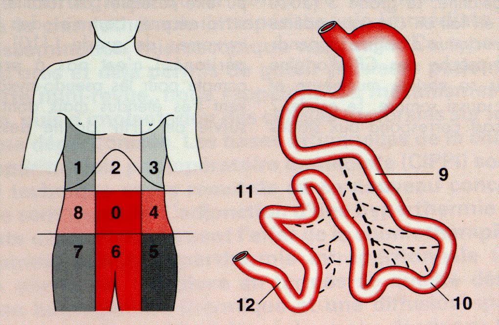 Peritoneal Surface