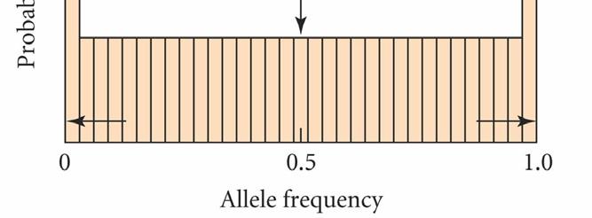 Genetic drift After 2N generations, all allele frequencies between 0 and 1 are equally