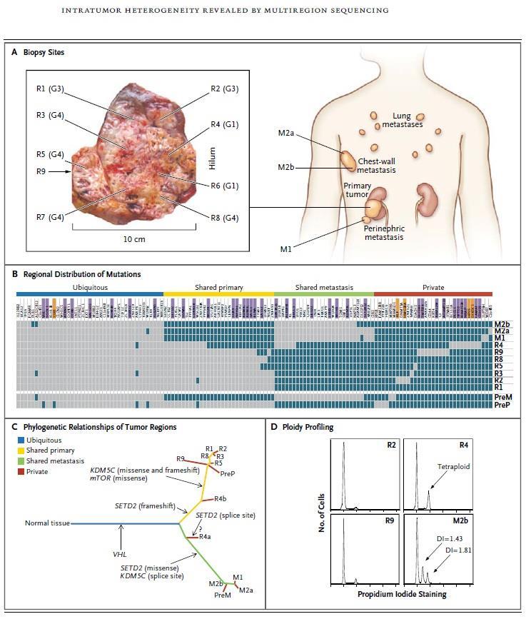 Heterogeneity also exists within individual tumors Ding et al., Nature 2010 Mutations present in 5 90% of sequencing reads from one tumor Navin et al.