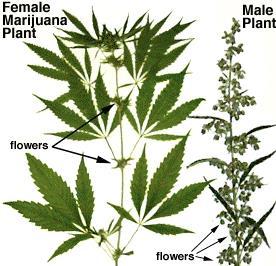 Cannabis plant Dried female flowers ( buds ) are